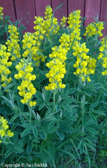 Thermopsis montana, vuorirevonpapu